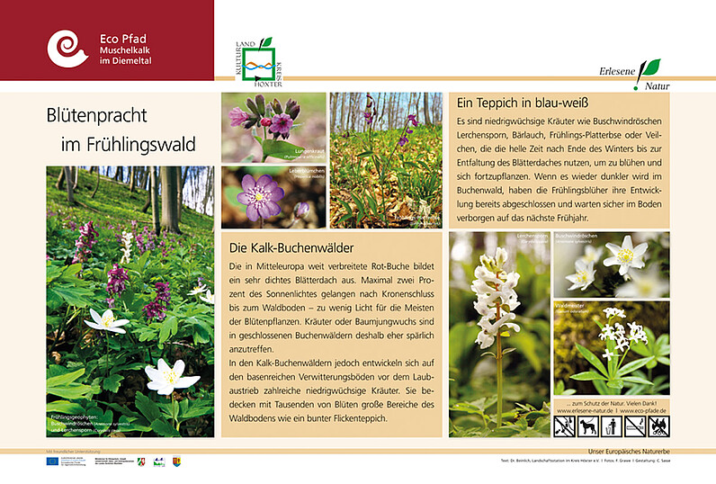 Tafel "Blütenpracht im Frühlingswald"